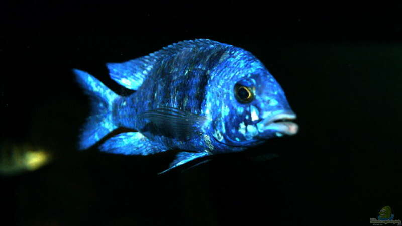 Placidochromis sp. ´phenochilus tanzania´ male von Oeli (109)