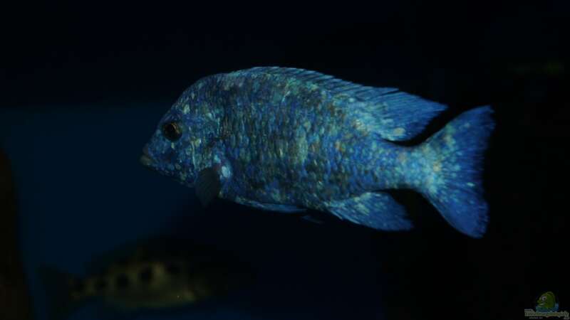 Placidochromis sp. ´phenochilus tanzania´ male von Oeli (99)