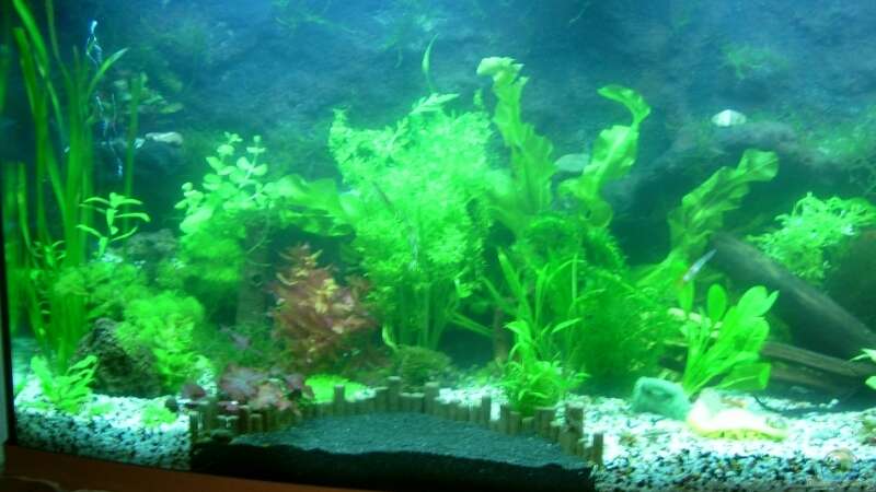 Aquarium Becken 12043 von Belvina (3)