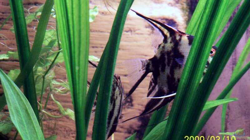 Besatz im Aquarium Becken 12050 von cupra2009 (17)