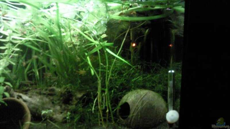 Aquarium Becken 12054 von stproff (3)