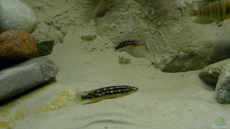 Julidochromis marlieri von Mathias Kern (23)