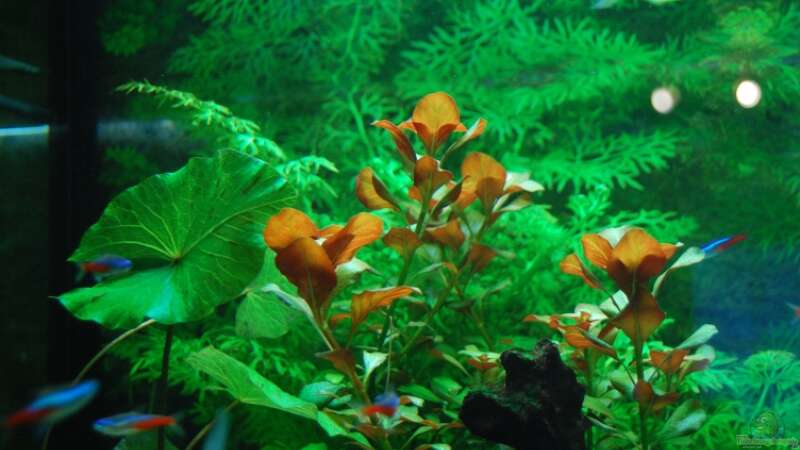 Pflanzen im Aquarium Becken 12117 von Floyd (4)