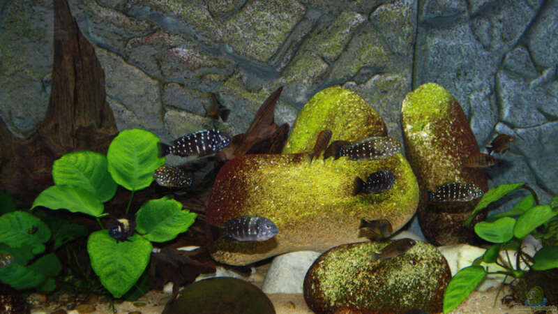 Aquarium Becken 12188 von Bruno Mosca (2)
