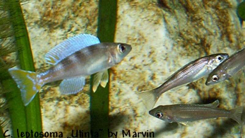Cyprichromis leptosoma ´Utinta´ von Joker (13)