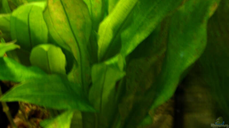 Pflanzen im Aquarium south america - green hell von NlLs M0nt (8)