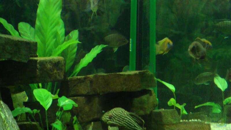 Aquarium Becken 12205 von Sponge Bob (3)