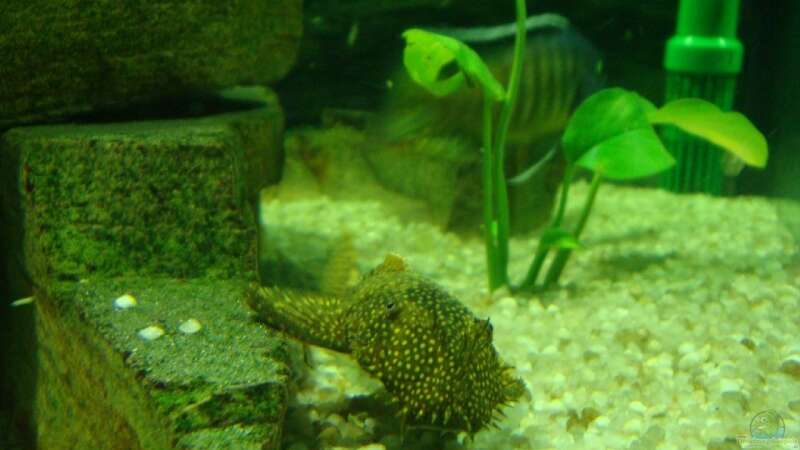 Besatz im Aquarium Becken 12205 von Sponge Bob (17)