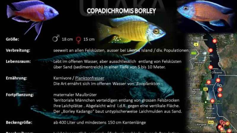 Artentafel Copadichromis Borley von Florian Bandhauer (59)