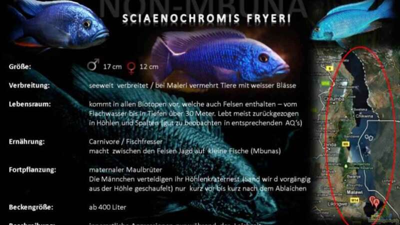 Artentafel Siaenochromis Fryeri von Florian Bandhauer (62)