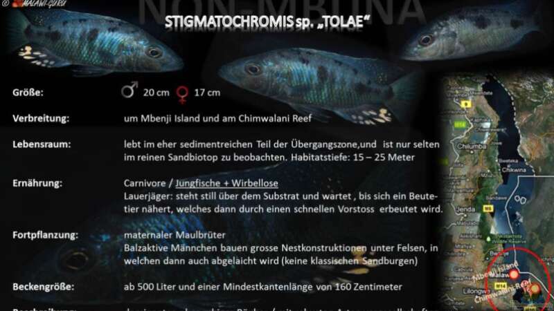 Artentafel Stigmatochromis tolae von Florian Bandhauer (50)