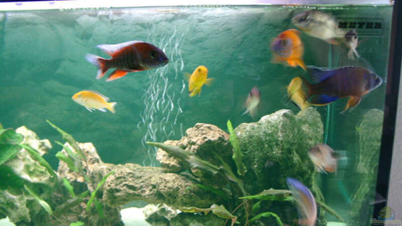 Fische können unter dem Stein durchschwimmen, Bläschen vom Sprudelstein sieht man. von Alexandra Bijok (4)