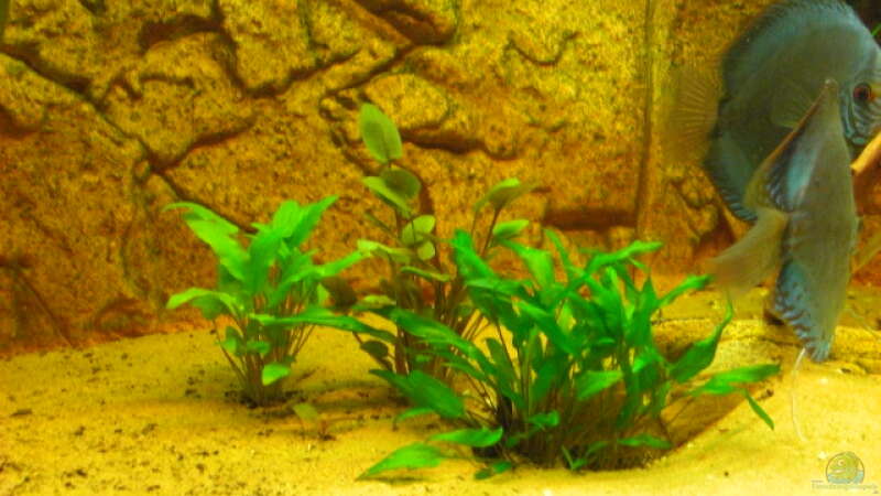 Pflanzen im Aquarium Becken 12280 von Eichi82 (9)