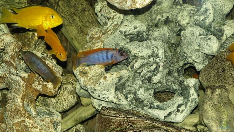 Labidochromis hongi Red Top von Erwin12 (23)