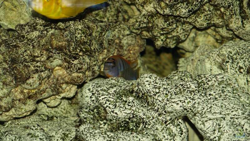 Labidochromis hongi Red Top von Erwin12 (24)