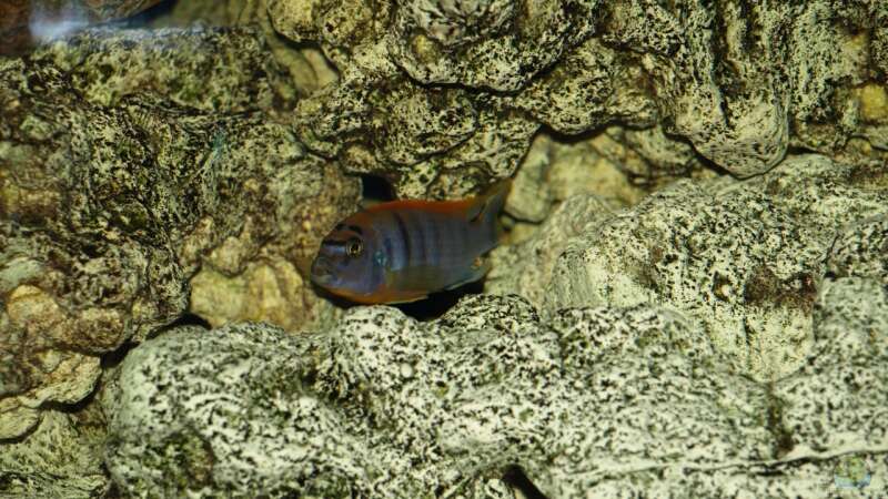 Labidochromis hongi Red Top von Erwin12 (25)
