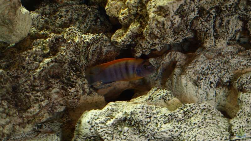 Labidochromis hongi Red Top von Erwin12 (28)