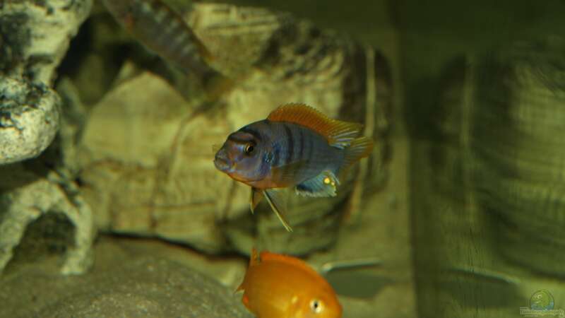 Labidochromis hongi Red Top von Erwin12 (32)