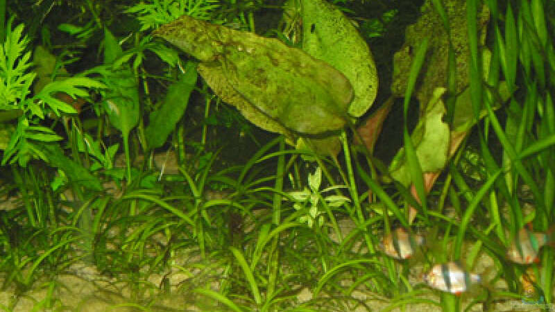 Aquarien mit Sagittaria subulata (Zwergpfeilkraut)