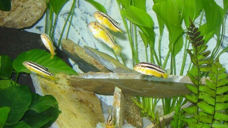 Meine Melanochromis Auratus von Kai Jipp (6)