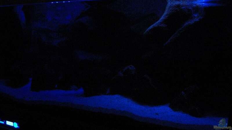 Aquarium mit fast 100% Mondlicht von Matoba (26)