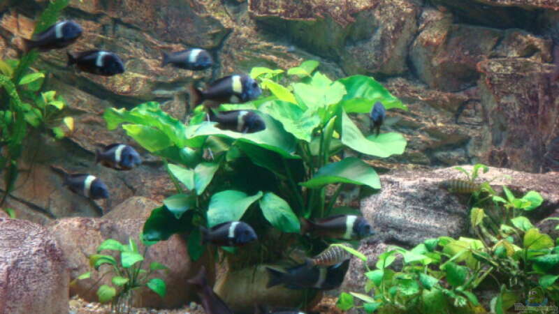 Besatz im Aquarium Tanganjika 840 von Landygeier (3)