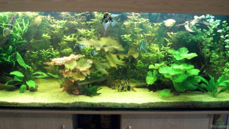Aquarium Becken 12421 von Hamberger (6)