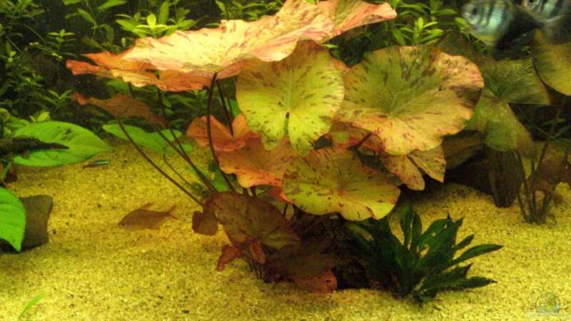 Pflanzen im Aquarium Becken 12421 von Hamberger (10)