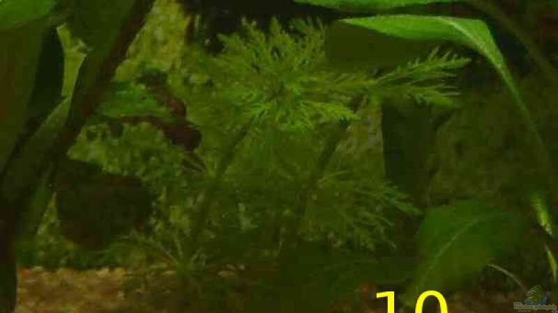 Pflanzen im Aquarium Becken 12454 von Monika und Roman J. (4)