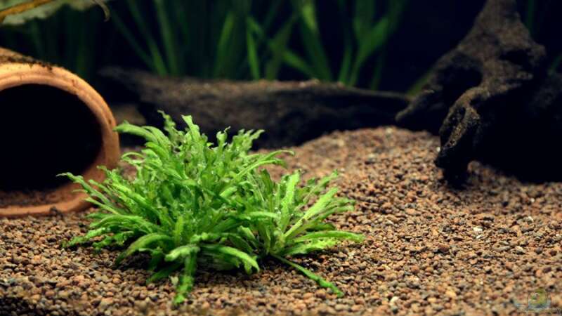 Pflanzen im Aquarium Becken 12459 von Alex Keat (2)