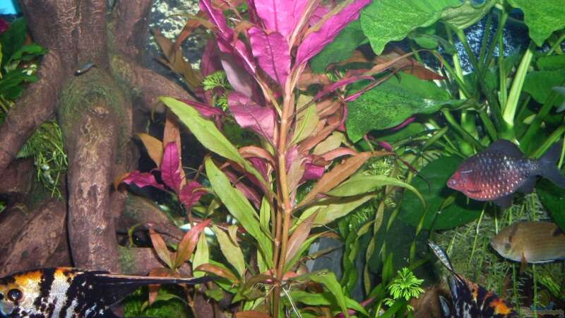 Pflanzen im Aquarium Rio 400 von AQ Nano (5)