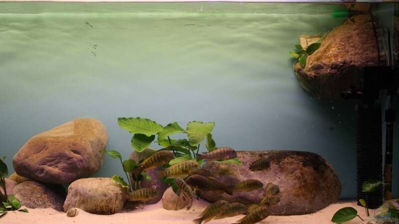 Aquarium Becken 12518 von Marius L. (2)