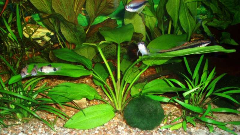 Echinodorus horizontalis im Aquarium pflegen (Einrichtungsbeispiele für Horizontale Schwertpflanze)  - Echinodorus-horizontalis-slnkaquarium