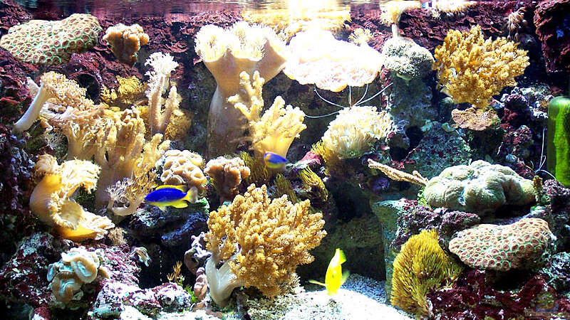 Aquarium Hauptansicht von Becken 1256