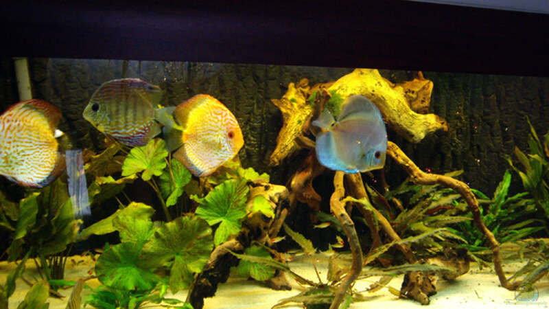 Aquarium Becken 12579 von Franky Lunatic (3)