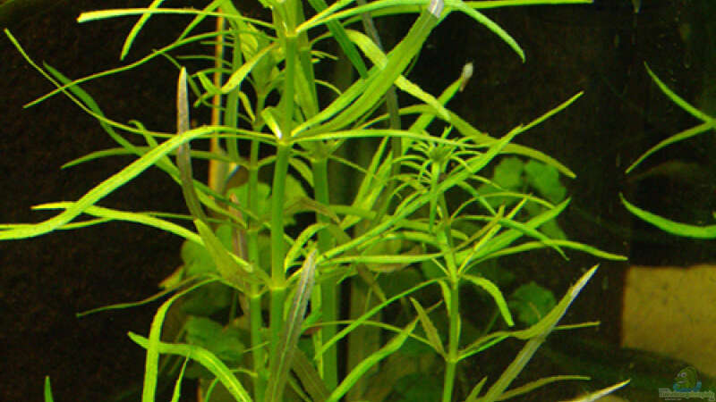 Pflanzen im Aquarium Becken 12579 von Franky Lunatic (11)