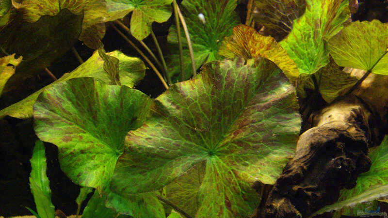 Pflanzen im Aquarium Becken 12579 von Franky Lunatic (9)