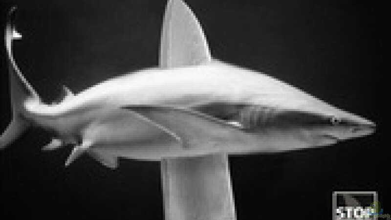200 Millionen Haie jährlich, sterben durch Menschenhand von Malawigo (9)