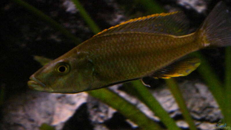 Dimidiochromis Compressiceps male von Malawigo (53)