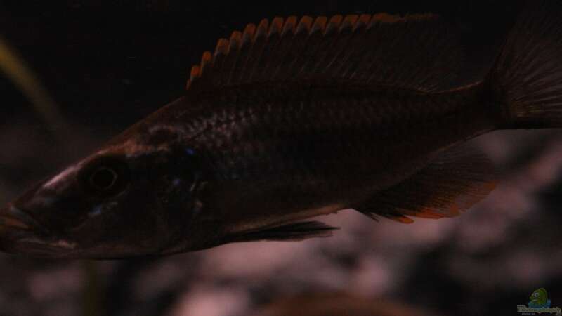 Dimidiochromis Compressiceps male von Malawigo (60)