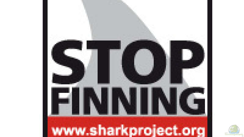 Stop Finning