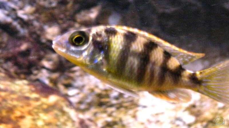 Protomelas fenestratus Taiwan reef male Jungfisch von Malawigo (47)