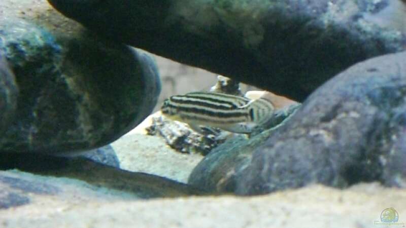 Aquarien mit Julidochromis regani (Vierstreifen-Schlankcichlide)