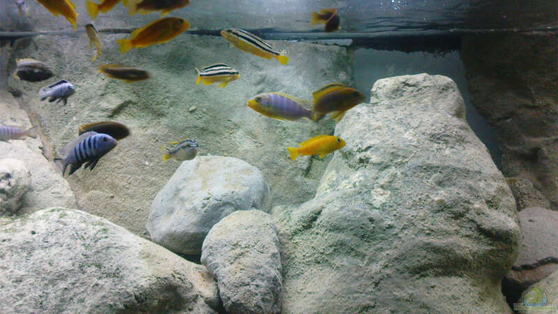 Dekoration im Aquarium Becken 12684 von Oliver Menck (4)