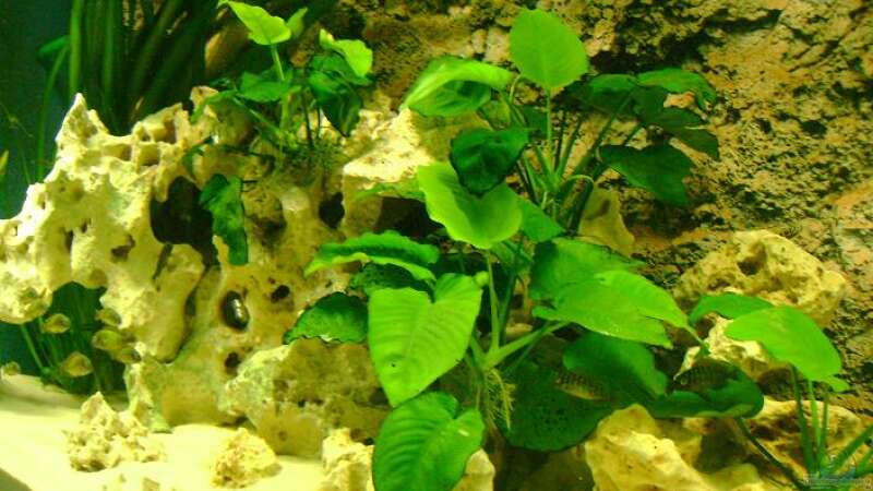 Pflanzen im Aquarium Becken 12705 von Shark (11)