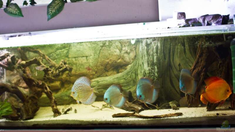 Aquarium mini amazonas von Christian Fries (6)