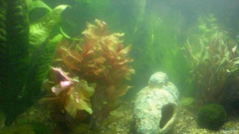 Pflanzen im Aquarium Becken 12734 von Königscobra (13)