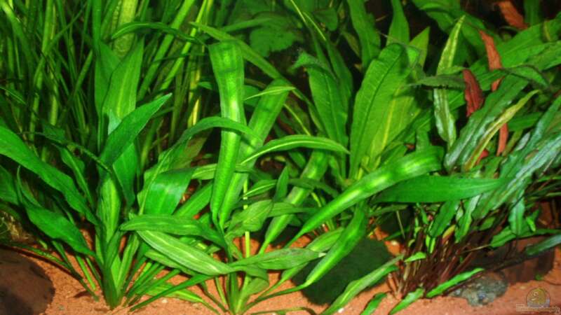 Echinodorus martii im Aquarium pflegen (Einrichtungsbeispiele für Gewelltblättrige Schwertpflanze)  - Echinodorus-martiiaquarium