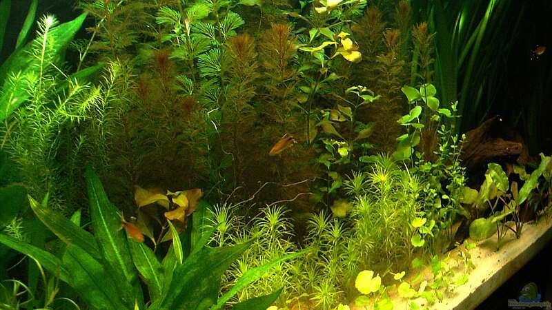 Pflanzen im Aquarium RR-Becken von Mario74 (12)