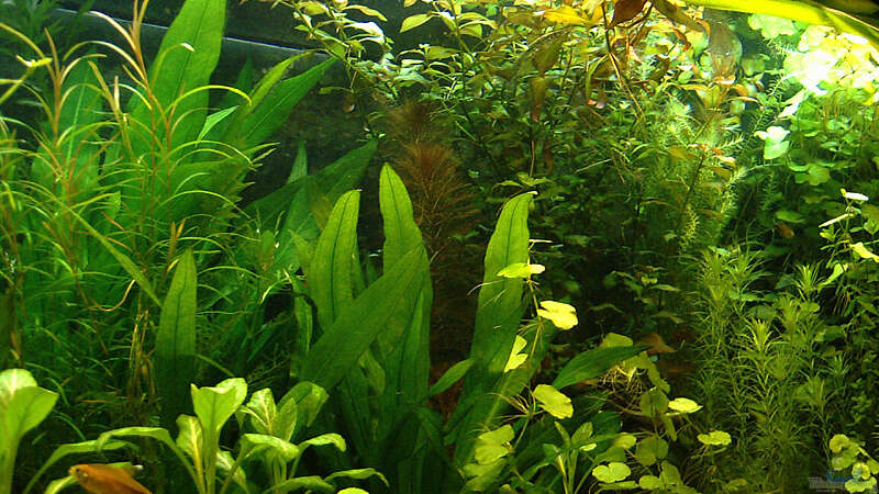 Pflanzen im Aquarium RR-Becken von Mario74 (13)